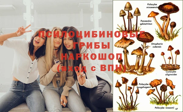 сатива Вязники